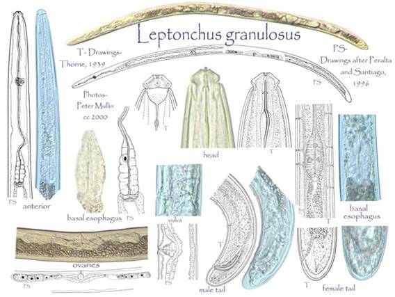 Представитель Семейства Leptonchidae